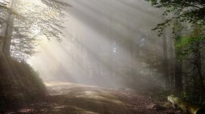 Read more about the article Fotografia w mglistym lesie